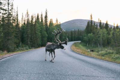 Poro tiellä, tunturi näkyy takana